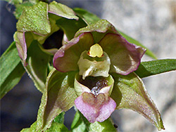 Broad-leaved helleborine