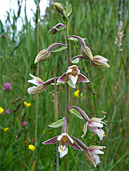 Marsh helleborine