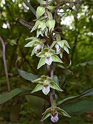 Violet helleborine