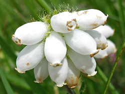 Cross-leaved heath