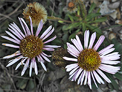 Erigeron glaucus