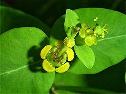 Euphorbia hyberna