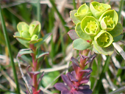 Sea spurge