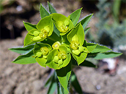 Broad-leaved spurge