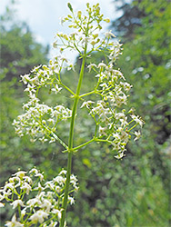 Hedge bedstraw