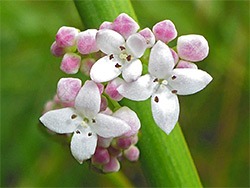 Galium palustre