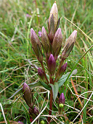 Gentian buds