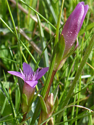 Flower and bud