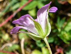 Long-stalked cranesbill