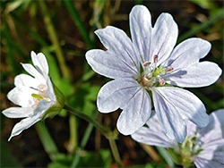 Geranium pyrenaicum