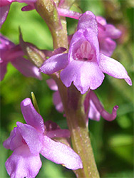 Fragrant orchid