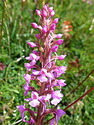 Fragrant orchid