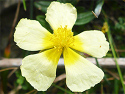 Common rock-rose