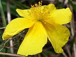 Common rock-rose