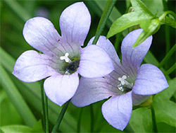 Ivy leaved bellflower