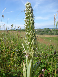 Lizard orchid stem