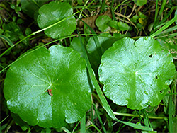 Marsh pennywort