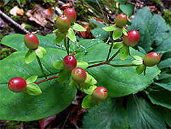 Tutsan berries