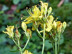 Hairy St-John's-wort