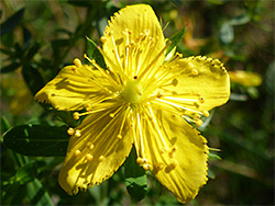 Perforate St John's-wort