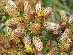 Ploughman's-spikenard