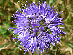 Jasione montana