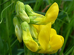 Meadow vetchling