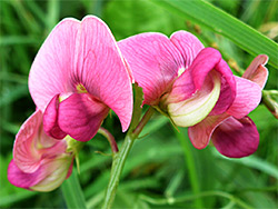 Narrow-leaved everlasting pea