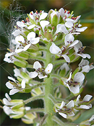 Lepidium heterophyllum