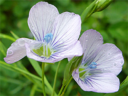 Pale flax