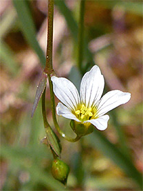 Linum catharticum