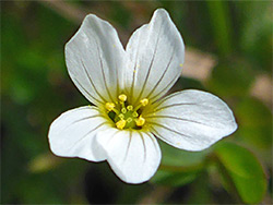 Fairy flax