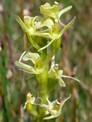 Fen orchid - flowers