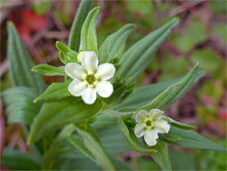 Common gromwell