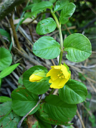 Creeping jenny