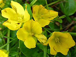 Creeping jenny