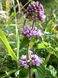 Water mint