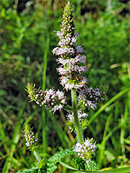 Round-leaved mint