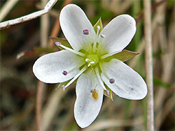 Minuartia verna