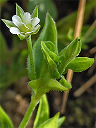 Moehringia trinervia