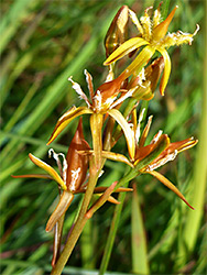 Bog asphodel