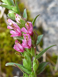 Red bartsia