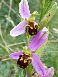 Bee orchid