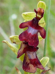 Ophrys insectifera