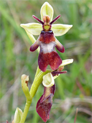 Fly orchid