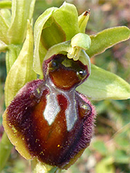 Ophrys sphegodes