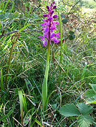 Early purple orchid - stem