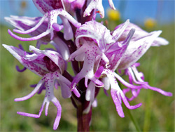 Monkey orchid - flowers