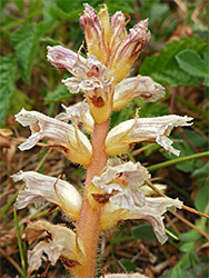 Common broomrape