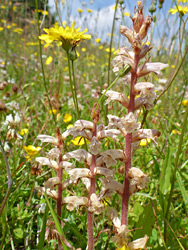 Common broomrape